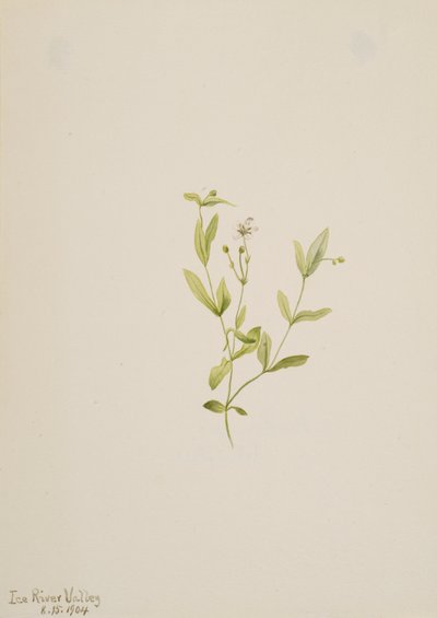 Moehringia laberiflora, 1904 door Mary Vaux Walcott