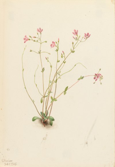 Naiad Lentebloem Claytonia parvifolia, 1905 door Mary Vaux Walcott