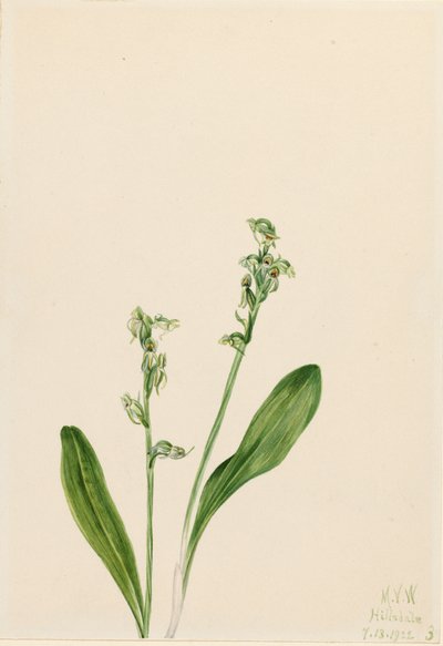 One-Leaf-Bog-Orchid Habenaria obtusata door Mary Vaux Walcott