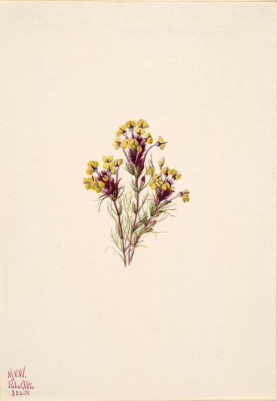 Uilskruid Orthocarpus erianthus door Mary Vaux Walcott