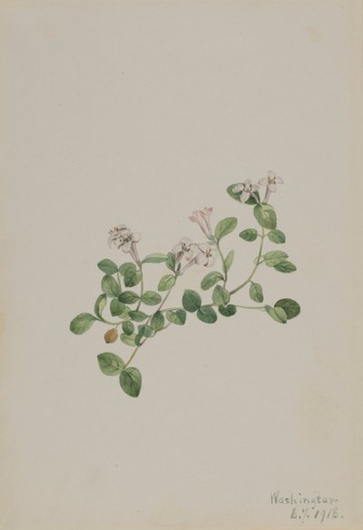 Partridgeberry Mitchella repena, 1918 door Mary Vaux Walcott