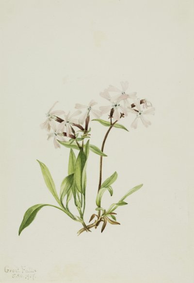 Peatpink Silene caroliniana, 1917 door Mary Vaux Walcott