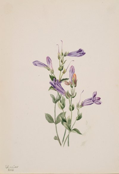 Penstemon Penstimon fruiticosus, 1903 door Mary Vaux Walcott