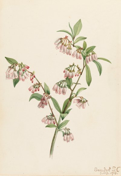 Pineland bosbes Vaccinium tenellum, 1918 door Mary Vaux Walcott