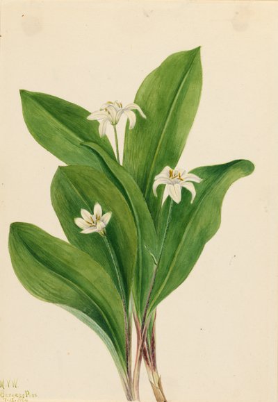 Queencup Clintonia uniflora door Mary Vaux Walcott