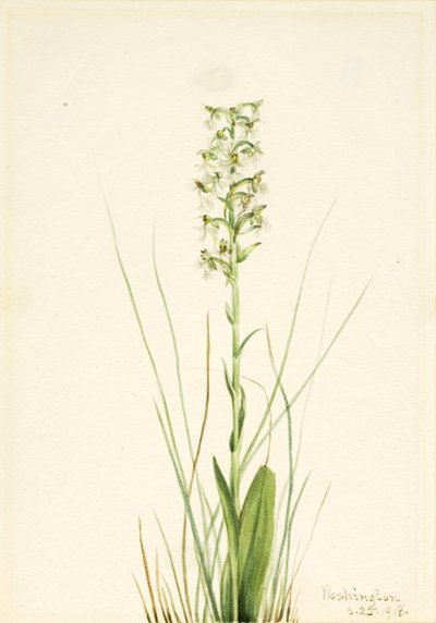 Gerafelde Franje-orchidee Habenaria lacera, 1918 door Mary Vaux Walcott