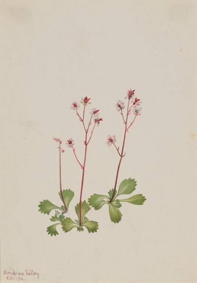 Roodstengel Saxifrage Saxifraga lyallii door Mary Vaux Walcott