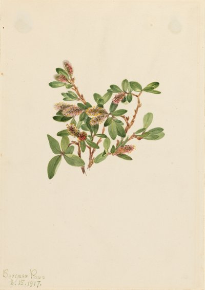 Rotswilg Salix petrophila, 1917 door Mary Vaux Walcott