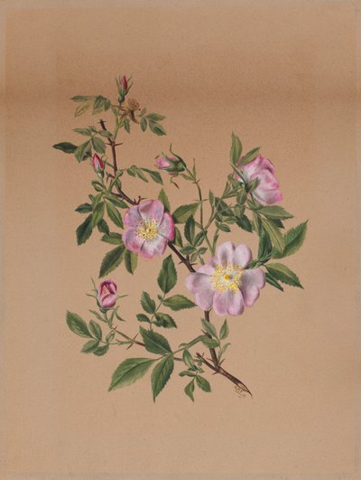 Roos Malve Hibiscus moscheutos, 1878 door Mary Vaux Walcott