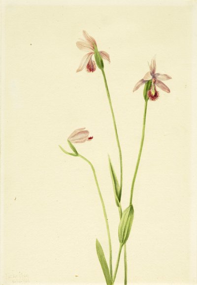 Roze Pogonia Pogonia ophioglossoides, 1906 door Mary Vaux Walcott