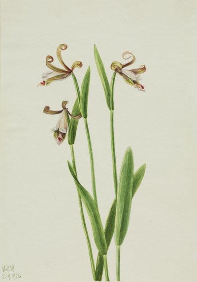 Rosebud Orchidee Pogonia divaricata, 1926 door Mary Vaux Walcott