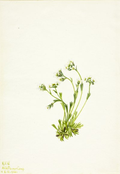 Saxifrage Saxifraga caespitosa, 1924 door Mary Vaux Walcott