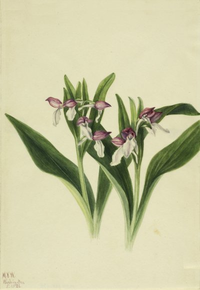 Prachtige Orchis Orchis spectabilis door Mary Vaux Walcott