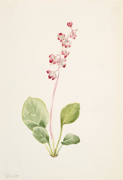 Showy Pyrolla Pyrola asarifolia, ca. 1903 door Mary Vaux Walcott