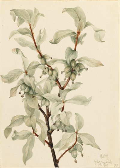 Zilverbes Elaeagnus commutata, 1922 door Mary Vaux Walcott