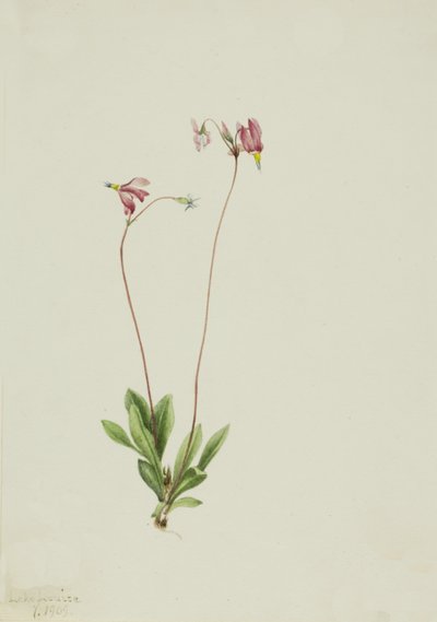 Slanke Schietster Dodecatheon pauciflorum, 1909 door Mary Vaux Walcott