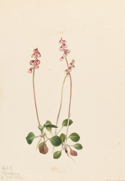 Kleine Pyrola Pyrola minor, 1922 door Mary Vaux Walcott