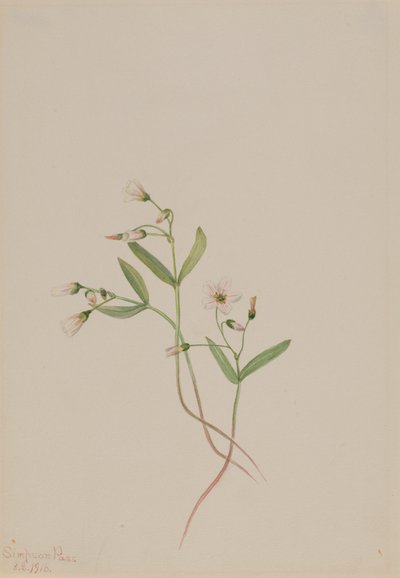 Lentebloem Claytonia lanceolata, 1916 door Mary Vaux Walcott