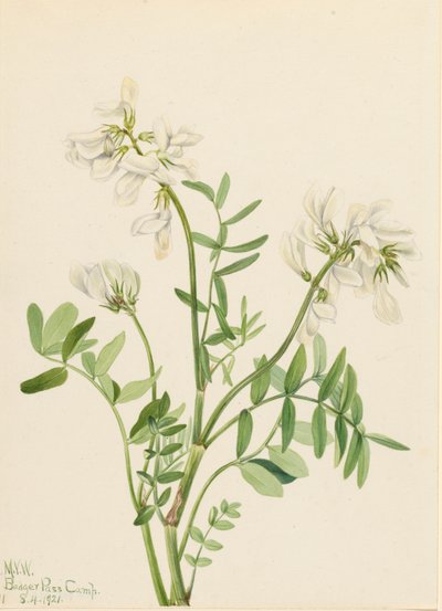 Zoethout Hedysarum mackenzii, 1921 door Mary Vaux Walcott