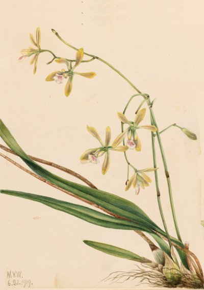 Tampa Epidendrum Epidendrum tampense, 1919 door Mary Vaux Walcott