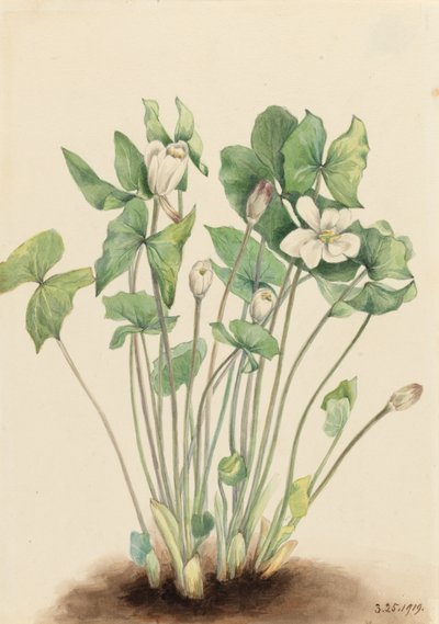 Tweeblad Jeffersonia diphylla, 1919 door Mary Vaux Walcott