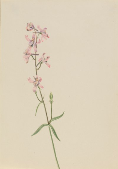 Zonder Titel--Bloemenstudie, ca. 1900-1930 door Mary Vaux Walcott