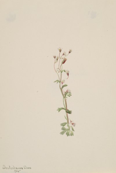 Ongetiteld--Plantstudie, 1905 door Mary Vaux Walcott