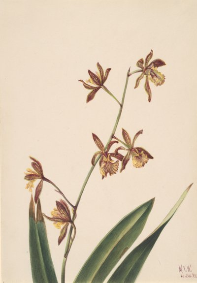 Ongenoemde Bloemenstudie, 1924 door Mary Vaux Walcott