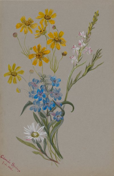 Zonder titel, groep bloemen, 1883 door Mary Vaux Walcott