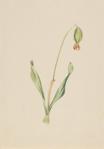 Naamloze Plantstudie, ca. begin jaren 1930 door Mary Vaux Walcott