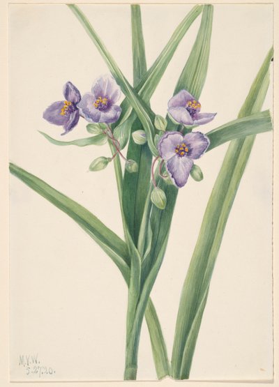 Virginia Spiderwort Tradescantia virginiana, 1920 door Mary Vaux Walcott