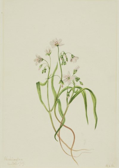 Virginia Springbeauty Claytonia virginica door Mary Vaux Walcott