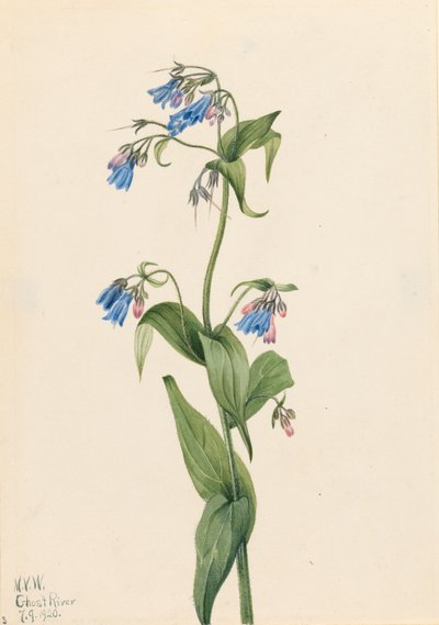 Westelijke blauwe klokjes Mertensia paniculata, 1920 door Mary Vaux Walcott