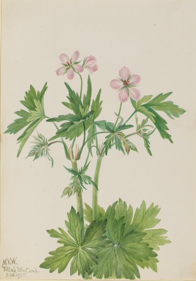 Westelijke Ooievaarsbek Geranium viscosissimum, 1925 door Mary Vaux Walcott