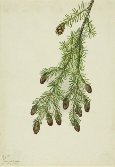 Westerse hemlock (Tsuga heterophylla) door Mary Vaux Walcott