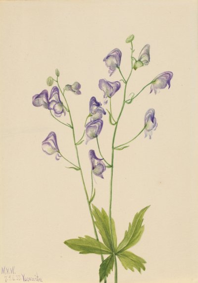 Westelijke monnikskap Aconitum columbianum, 1933 door Mary Vaux Walcott