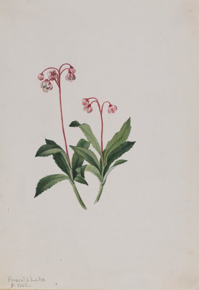 Westelijke Pipsissewa Chimaphila umbellata, 1902 door Mary Vaux Walcott