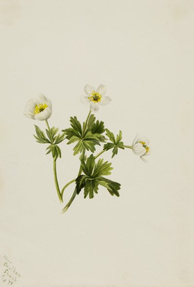 Witte globebloem Trollius albiflorus, 1899 door Mary Vaux Walcott