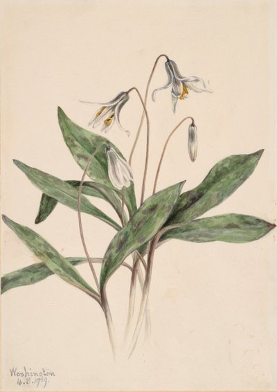 Witte forellelie Erythronium albidum (1919) door Mary Vaux Walcott