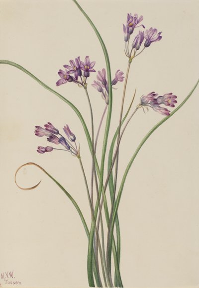 Wilde Hyacint Brodiaea pulchella, 1927 door Mary Vaux Walcott