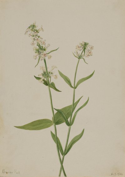 Gele Pentstemon Pentstemon confertus door Mary Vaux Walcott