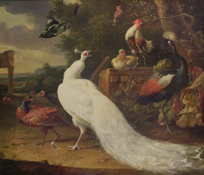 De witte pauw door Melchior de Hondecoeter