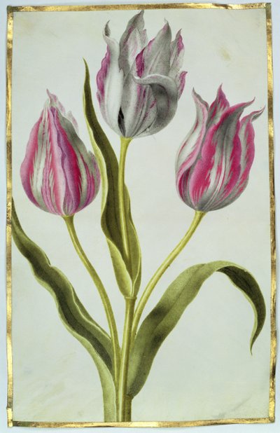 Tulpen, ca. 1675 door Nicolas Robert