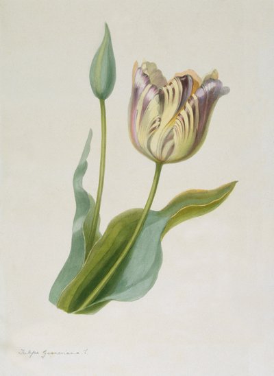 Tulipa, Tulp door Pauline Girardin