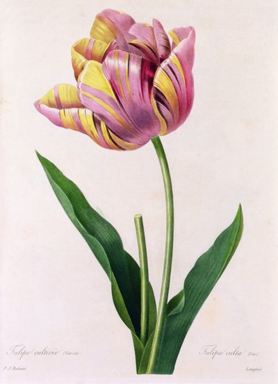 Tulipa Culta door Pierre Joseph Redouté