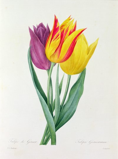 Tulipa Gesneriana door Pierre Joseph Redouté