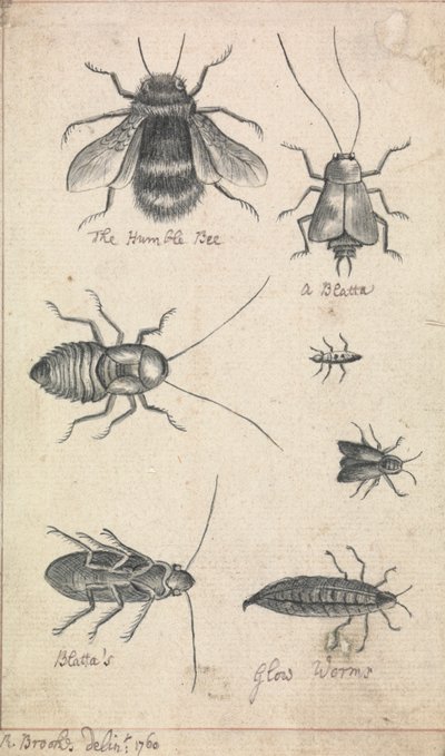 De nederige bij en insecten door Richard Brookes