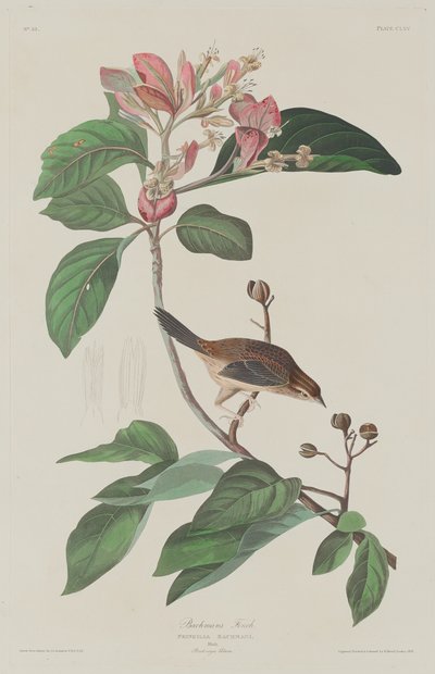 Bachmans Vink, 1833 door Robert Havell