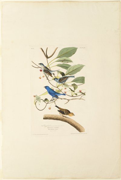 Mannelijke Indigo Vogel door Robert Havell