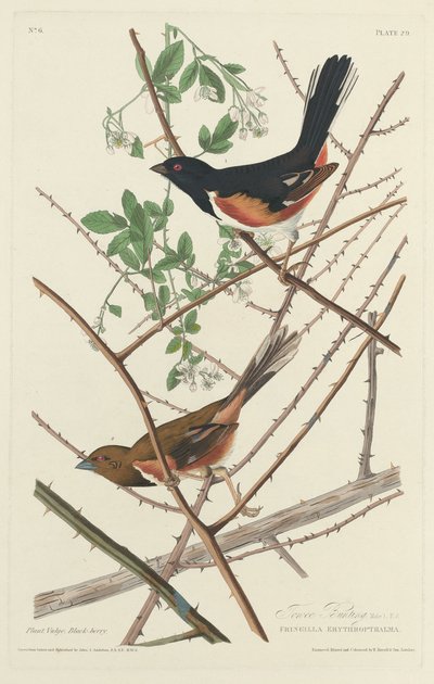 Towee Bunting, 1828 door Robert Havell